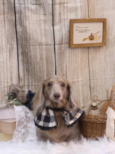 20241010ぺこちゃん